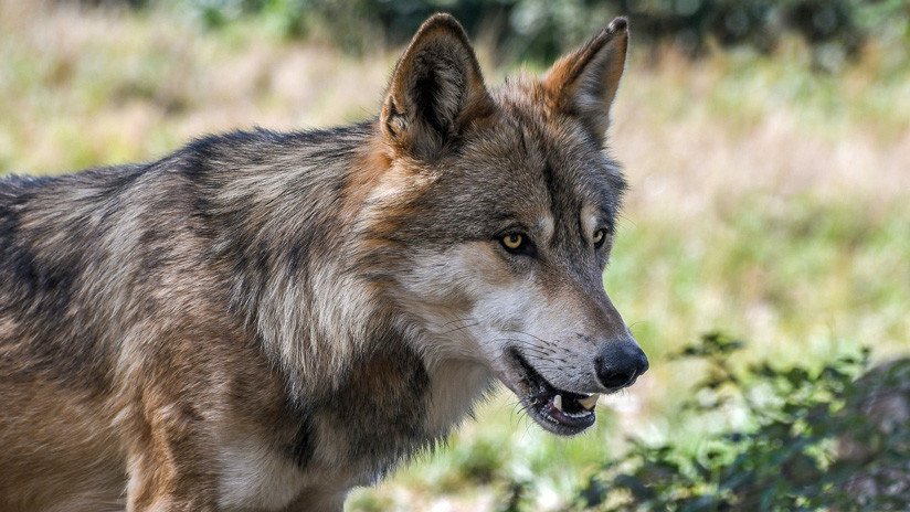 VIDEO: El momento en que matan de un tiro a la única loba salvaje de Dinamarca en 200 años