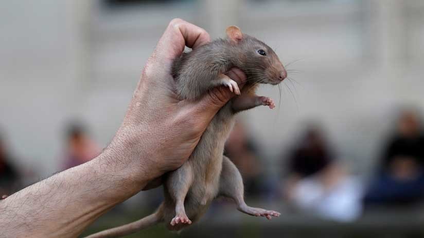 Fotos: Hordas de ratas gigantes invaden una ciudad británica