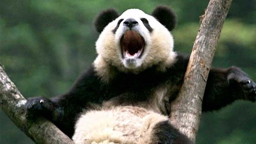 FOTO: Una extraña enfermedad blanquea las manchas negras de los pandas