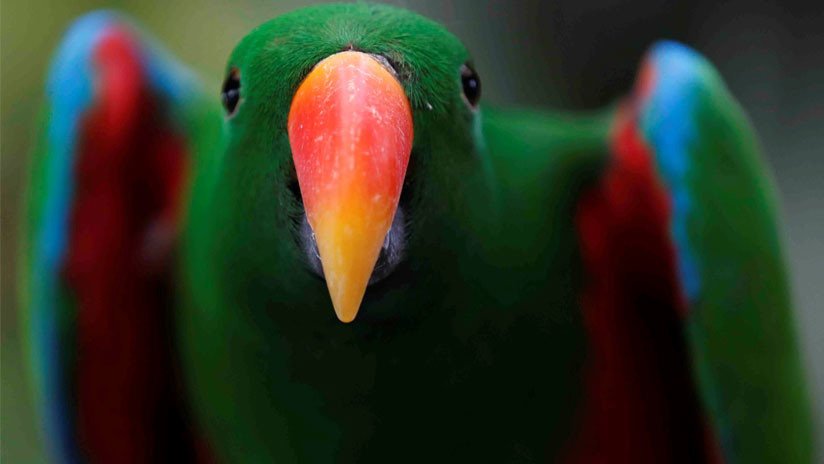Colombia se avizora campeona mundial en avistamiento de aves por segundo año consecutivo