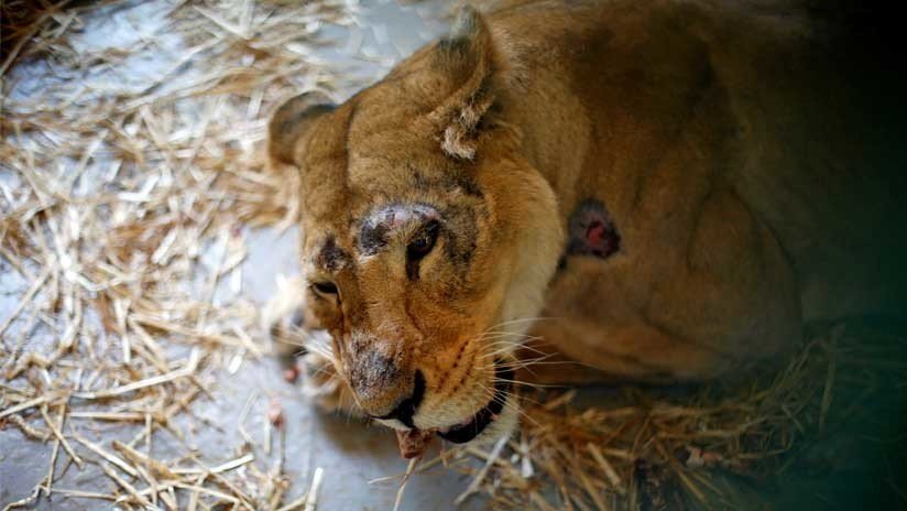 FOTO: Un zoo filipino condena a una leona a una muerte cruel por estar ciega