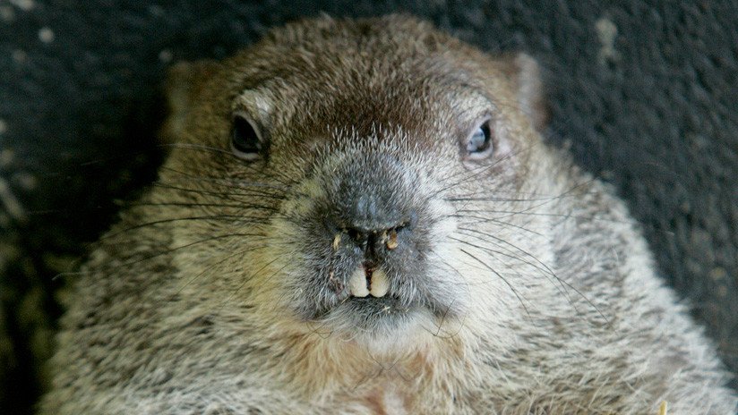 VIDEO: Un policía mata a una marmota en una carretera por considerar que "no actuaba normal" 