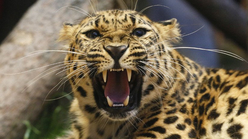 VIDEO: La milagrosa huida de una cigüeña de las garras de un leopardo hambriento