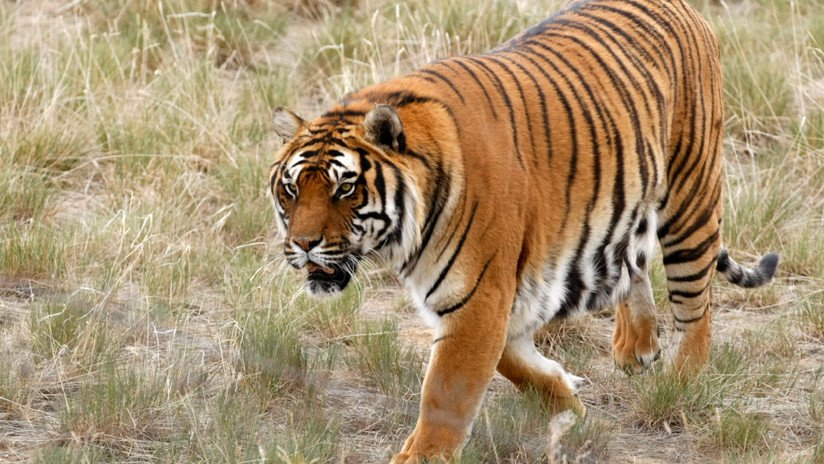 China: Muere atacado por animales un cuidador de un zoo donde se vende 'vino de tigres'