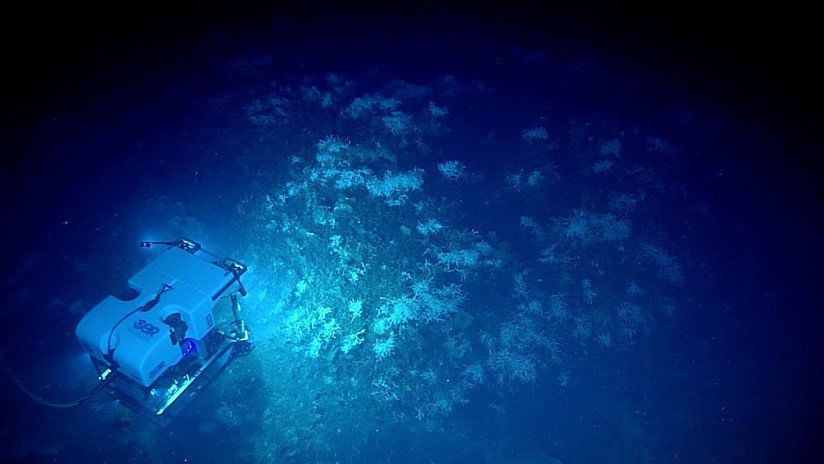 Viaje a lo inexplorado: Impresionantes imágenes del fondo marino del golfo de México (VIDEO)