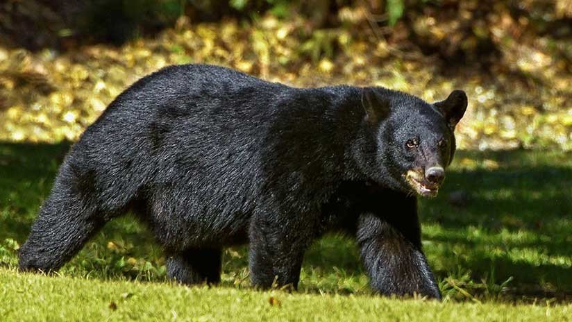 EE.UU.: Un oso negro atrapa a una niña de cinco años pero los gritos de su madre la salvan