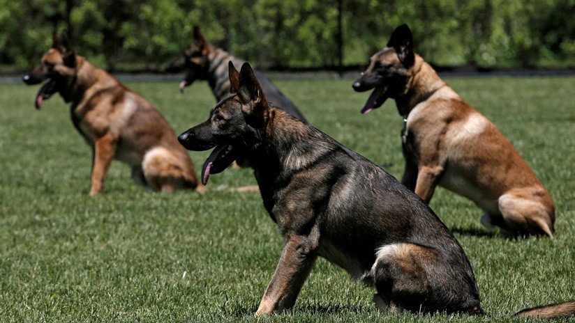La Policía de los Países Bajos entrena perros para detectar violadores de una manera muy particular