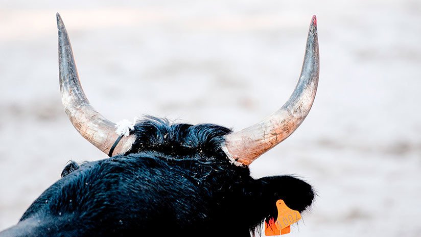 FUERTES IMÁGENES: Un jinete muere pisoteado por un toro durante un torneo de rodeo en Brasil