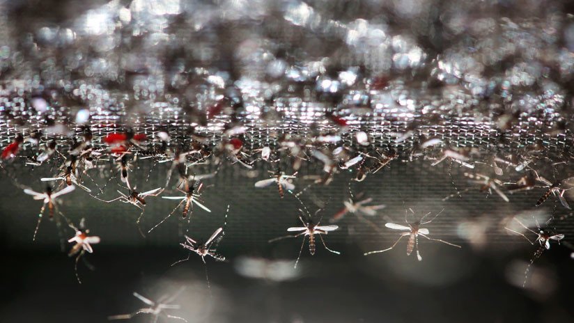 "Es una película de terror": Hordas de mosquitos atemorizan a una región rusa (VIDEOS, FOTOS)