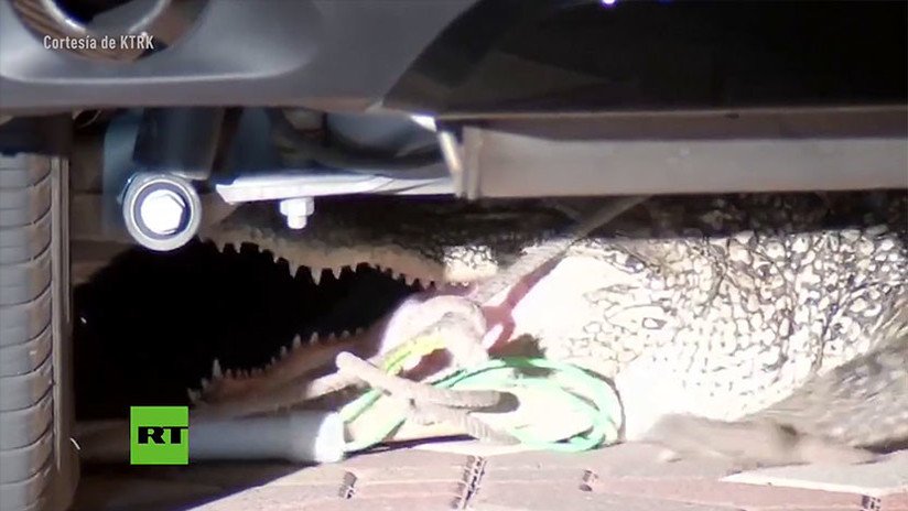 VIDEO: Una familia de Texas encuentra un caimán debajo de su auto