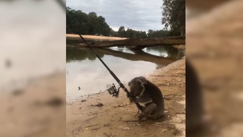 "Un día cualquiera en Australia": Graban a un koala 'pescando' en Victoria (VIDEO)
