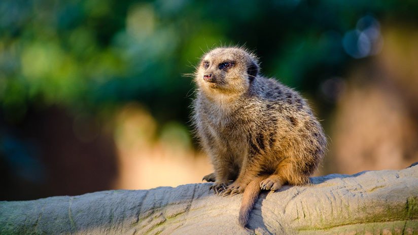 Hungría: Un escolar mata a una suricata embarazada en un zoo y es amenazado de muerte