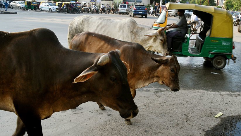 Multitud  lincha hasta la muerte a un musulmán en la India por matar a una vaca