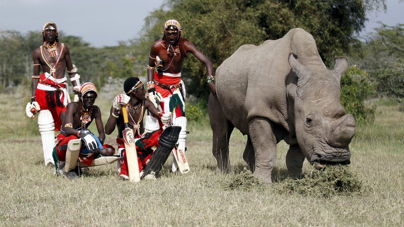 Explican cómo podrían recuperar al casi extinto rinoceronte blanco, aunque solo hay dos hembras