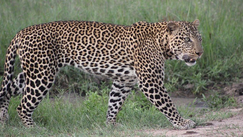 VIDEO: Dos leopardos se enfrentan en una furiosa y fulminante pelea