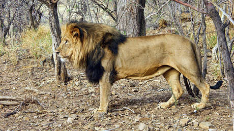 FUERTE VIDEO: Un león ataca al dueño de una reserva de caza en Sudáfrica