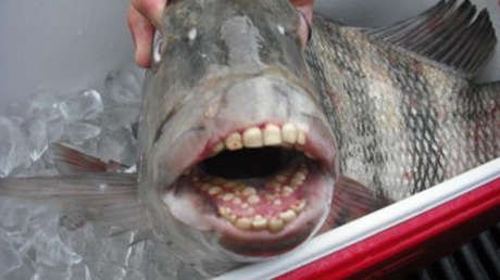FOTO: Capturan en EE.UU. a un pez con dientes humanos y este 'se presenta' a los internautas