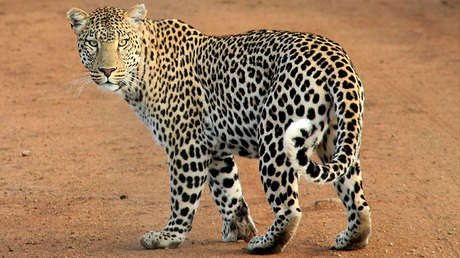 Un turista graba cómo un leopardo jueguetea con su pierna durante un safari