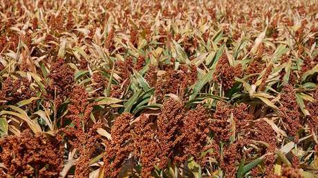 China decide suspender las medidas contra la importación de sorgo de EE.UU. 