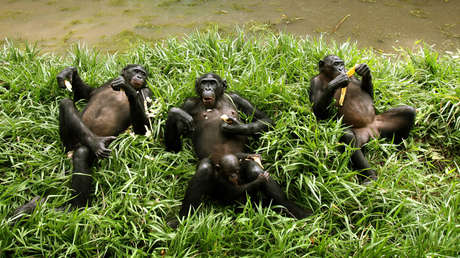 Los chimpancés también tienen comadronas: Filman a varias hembras 'asistiendo' en el parto (VIDEO)