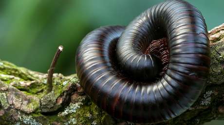 "Carne de pesadilla": Graban la batalla a muerte entre una serpiente y una escolopendra (VIDEO)