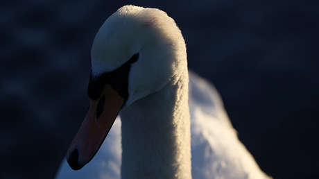 VIDEO: Un cisne intenta desesperadamente rescatar a su amigo enterrado en cieno