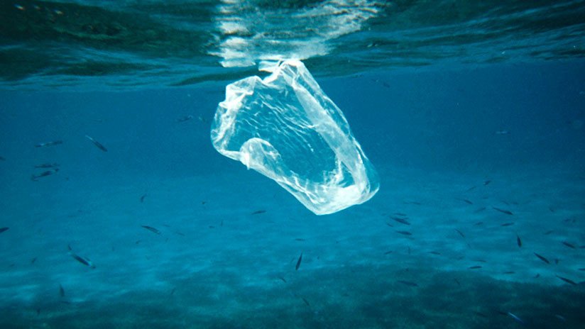 Estudio: El plástico de los océanos puede ser transferido a la cadena alimenticia