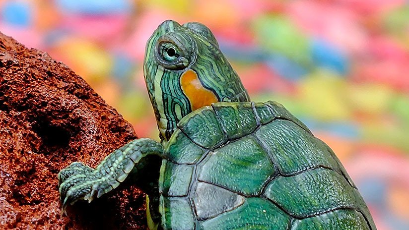 México: Descubren una especie de tortuga única en el mundo   