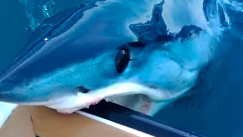 VIDEO: Se prepara para saltar al agua y un tiburón le muerde el bote