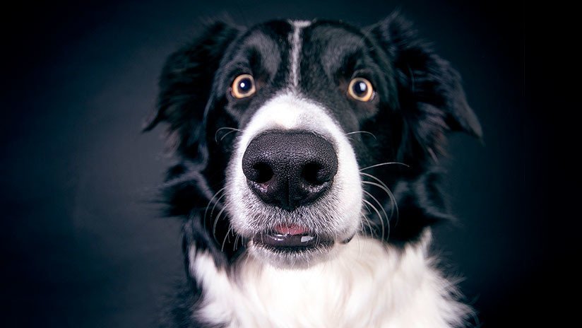 FOTO: Es por eso que nunca debes hacer una foto panorámica de tu perro