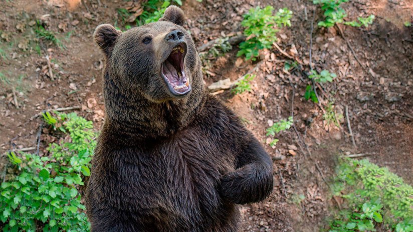 VIDEO: Un patrullero persigue y espanta con la sirena a un oso en un patio de juegos en Rusia
