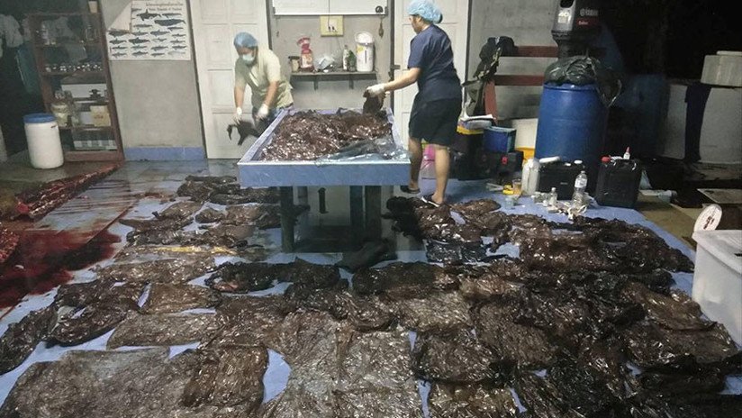 IMÁGENES IMPACTANTES: Una ballena muere en Tailandia con 80 bolsas de plástico en el estómago 