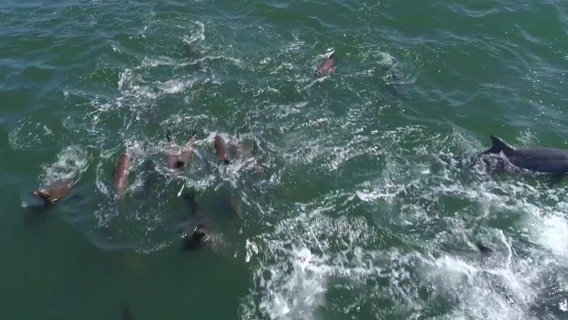VIDEO: Un dron capta a 1.500 delfines jugando con dos ballenas jorobadas en California