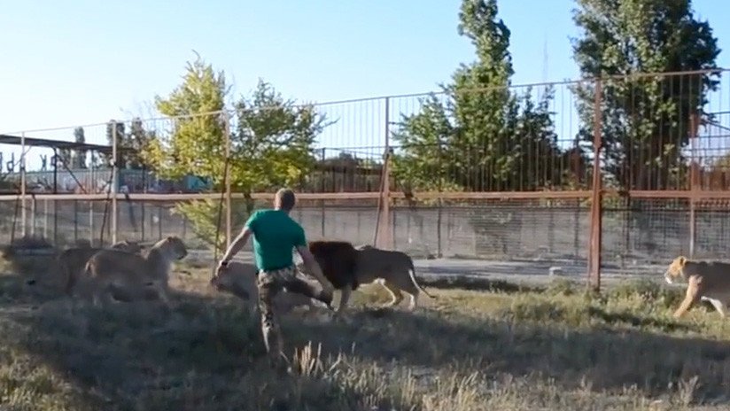 VIDEO: Cuidador de zoo ruso dispersa a un grupo de 7 leones 'armado' con una chancla
