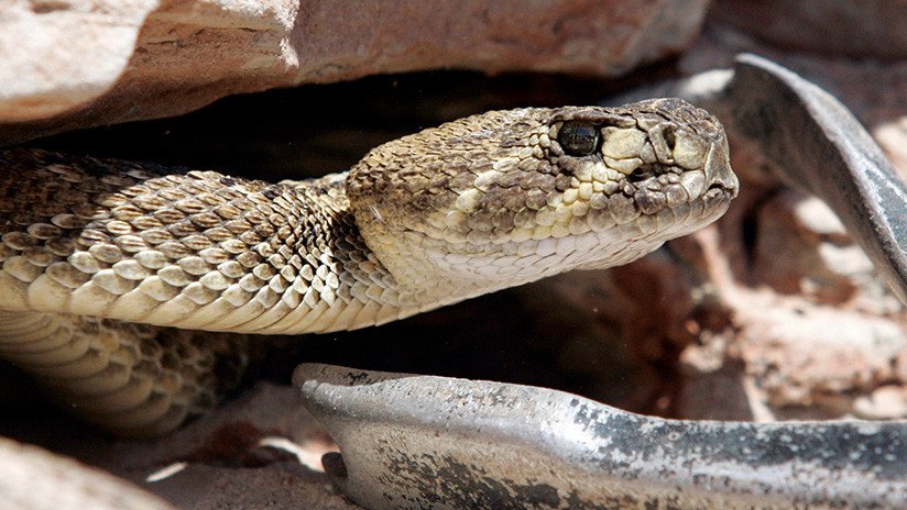 FUERTES IMÁGENES: Un hombre casi muere por la mordedura de una serpiente que acababa de decapitar