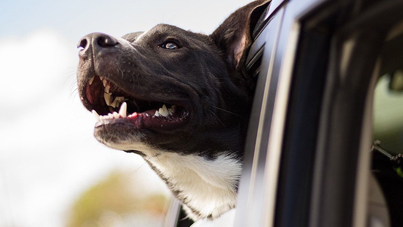 FUERTE VIDEO: Un perro se arroja desde una camioneta que viaja a más de 100 km/h