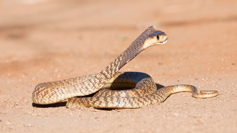 VIDEO: El combate a muerte de dos cobras escupidoras