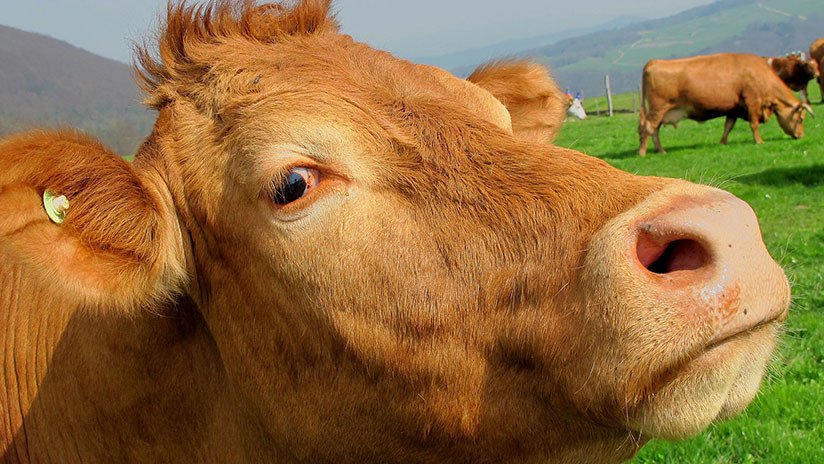 Sentencian a muerte a una vaca que escapó de la Unión Europea indocumentada (VIDEO)
