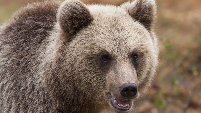 "¿Tienen allí algo para comer?": Un curioso oso 'inspecciona' un coche patrulla en Rusia (VIDEO)