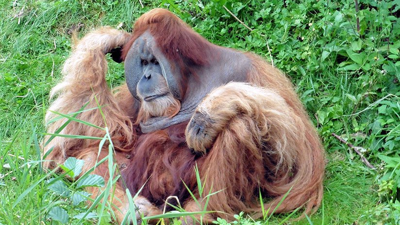 VIDEO: El trágico momento en que un orangután lucha contra una excavadora para salvar su bosque