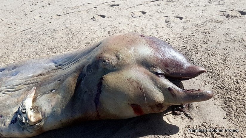 FOTO: Científicos logran identificar a la misteriosa criatura marina varada en una playa de África