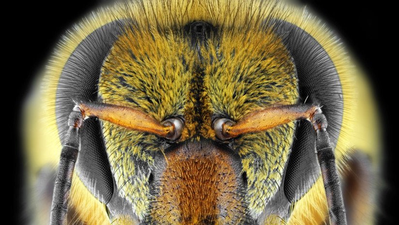 Científicos revelan por qué las 'abejas asesinas' son más agresivas