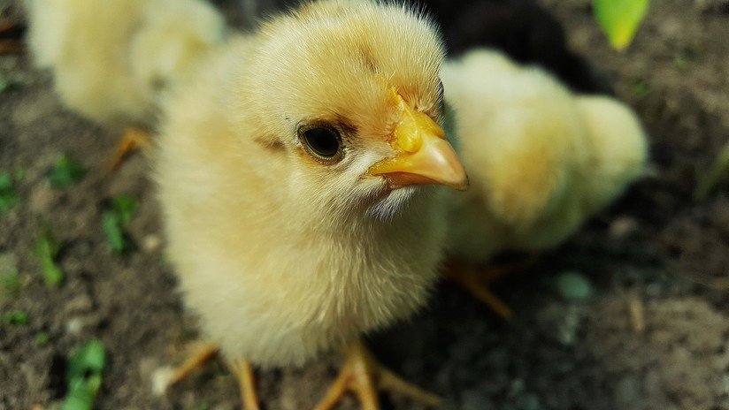 VIDEO: Miles de pollitos recién nacidos de huevos desechados invadieron una ciudad georgiana