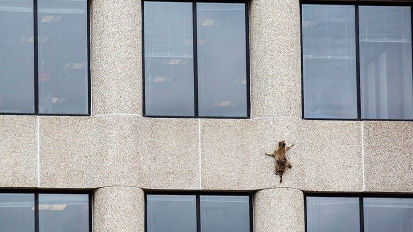 FOTOS: Un mapache trepa 23 pisos de un rascacielos en EE.UU. y se convierte en tendencia mundial