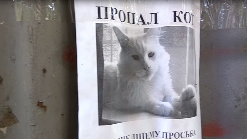 'Mona Lisa a lo felino': Un anuncio sobre un gato perdido enloquece las redes por una ilusión óptica