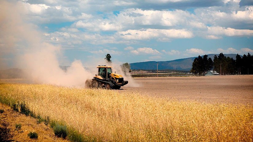 Encuentran un trigo transgénico de Monsanto no aprobado en un "sitio aislado" en Canadá