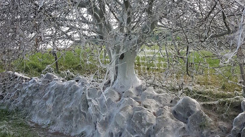 Video, foto: Hallan en Inglaterra un tétrico árbol