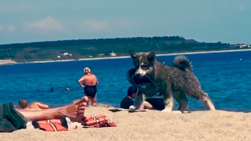 VIDEO ENTERNECEDOR: Un perrito 'roba' una chancla en una playa y su felicidad no tiene límite