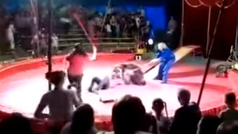 FUERTE VIDEO: El feroz ataque de un oso a un empleado de circo en Rusia