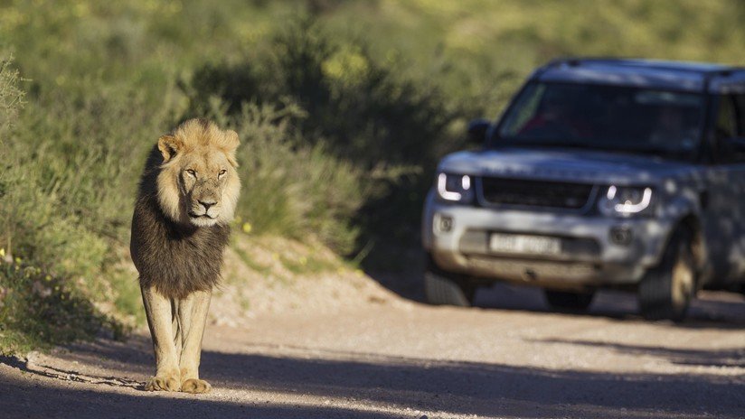 "Podría haberle arrancado el brazo o matarlo": Un turista acaricia a un león y se arrepiente (VIDEO)